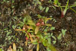 Shortseed waterwort